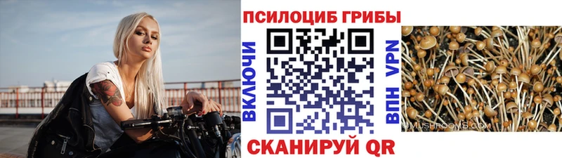 MEGA   Сокол  Псилоцибиновые грибы Psilocybe 